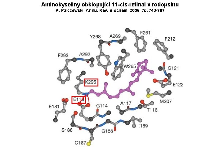 Aminokyseliny obklopující 11 -cis-retinal v rodopsinu K. Palczewski, Annu. Rev. Biochem. 2006, 75, 743