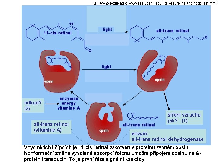 upraveno podle http: //www. sas. upenn. edu/~tareilaj/retinalandrhodopsin. html odkud? (2) all-trans retinol (vitamine A)