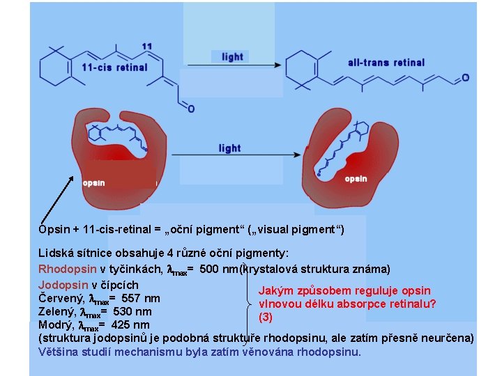 Opsin + 11 -cis-retinal = „oční pigment“ („visual pigment“) Lidská sítnice obsahuje 4 různé