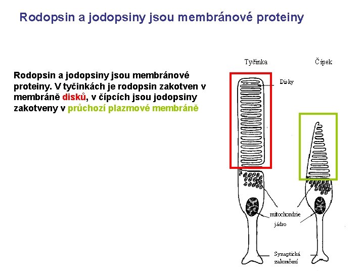 Rodopsin a jodopsiny jsou membránové proteiny. V tyčinkách je rodopsin zakotven v membráně disků,