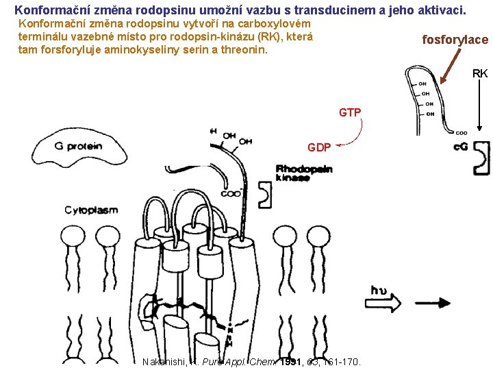 Konformační změna rodopsinu umožní vazbu s transducinem a jeho aktivaci. Konformační změna rodopsinu vytvoří