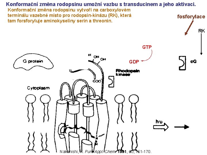 Konformační změna rodopsinu umožní vazbu s transducinem a jeho aktivaci. Konformační změna rodopsinu vytvoří