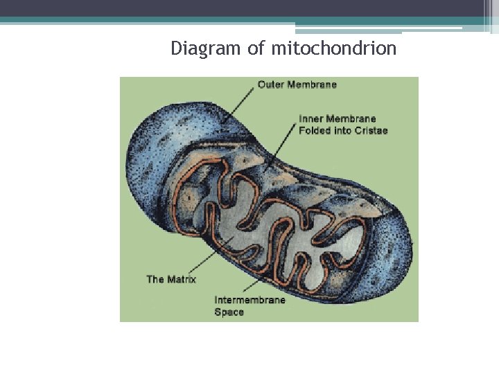 Diagram of mitochondrion 