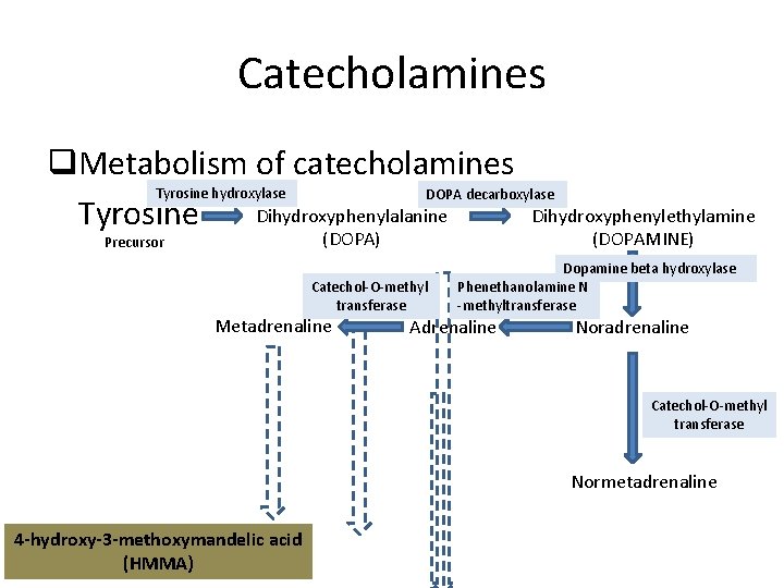 Catecholamines q. Metabolism of catecholamines Tyrosine hydroxylase DOPA decarboxylase Dihydroxyphenylalanine Dihydroxyphenylethylamine Tyrosine (DOPA) Precursor