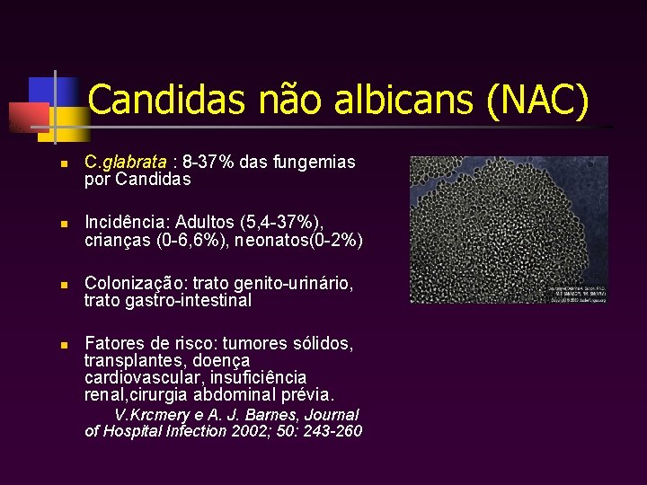 Candidas não albicans (NAC) n n C. glabrata : 8 -37% das fungemias por