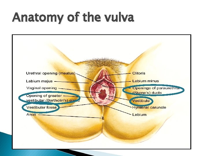 Anatomy of the vulva 