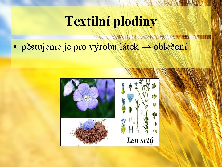 Textilní plodiny • pěstujeme je pro výrobu látek → oblečení 