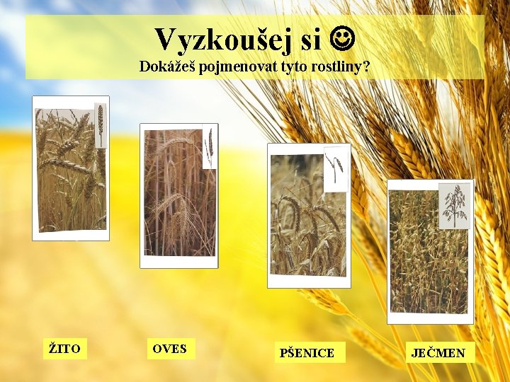 Vyzkoušej si Dokážeš pojmenovat tyto rostliny? ŽITO OVES PŠENICE JEČMEN 