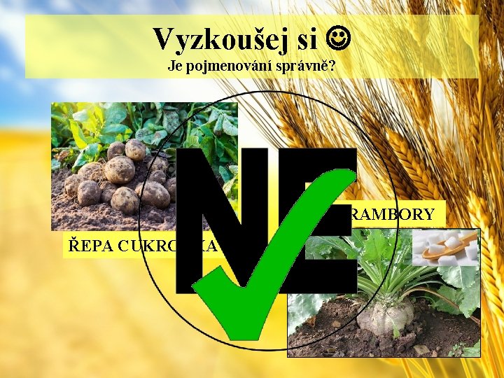 Vyzkoušej si Je pojmenování správně? BRAMBORY ŘEPA CUKROVKA 