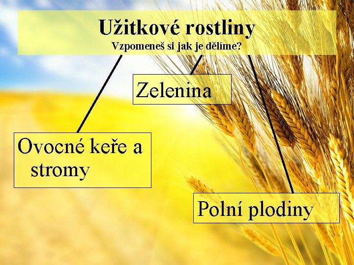 Užitkové rostliny Vzpomeneš si jak je dělíme? Zelenina Ovocné keře a stromy Polní plodiny