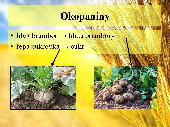 Okopaniny • lilek brambor → hlíza brambory • řepa cukrovka → cukr 