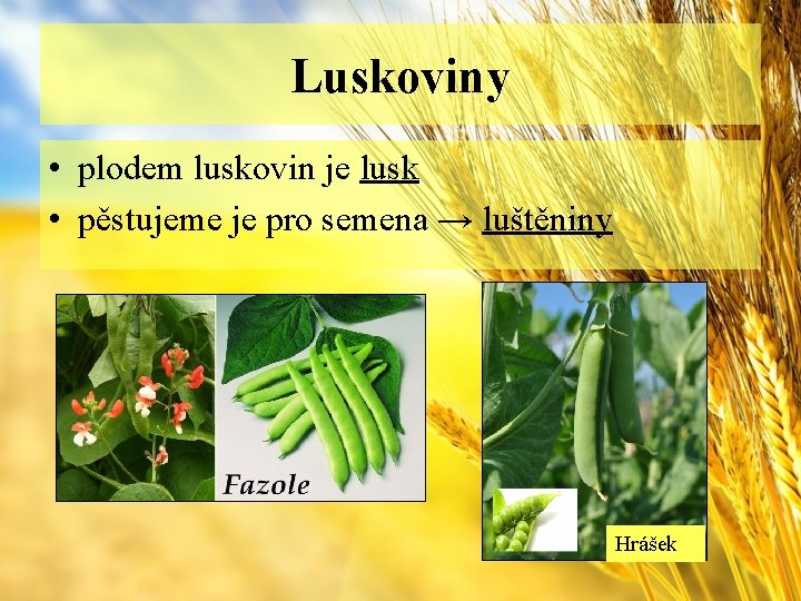 Luskoviny • plodem luskovin je lusk • pěstujeme je pro semena → luštěniny Hrášek