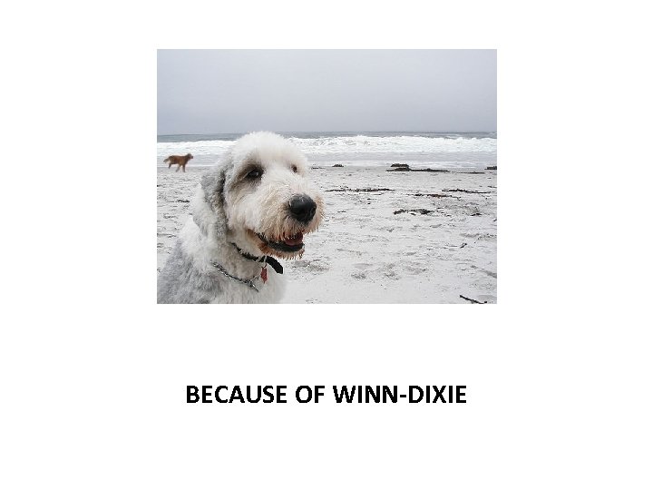 BECAUSE OF WINN-DIXIE 