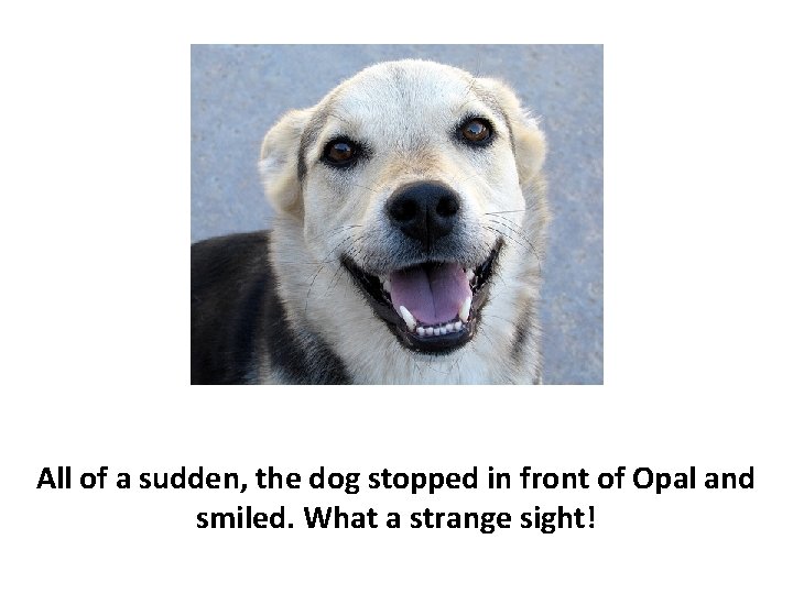 All of a sudden, the dog stopped in front of Opal and smiled. What