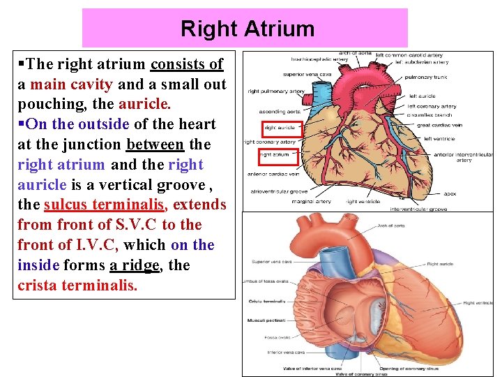 Right Atrium §The right atrium consists of a main cavity and a small out