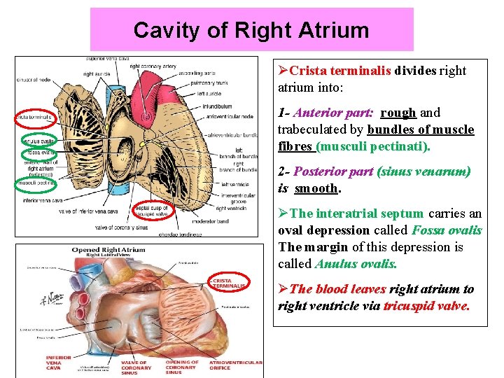 Cavity of Right Atrium ØCrista terminalis divides right atrium into: 1 - Anterior part: