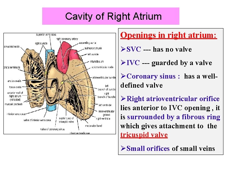 Cavity of Right Atrium Openings in right atrium: ØSVC --- has no valve ØIVC