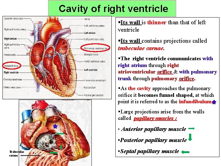 Cavity of right ventricle §Its wall is thinner than that of left ventricle §Its