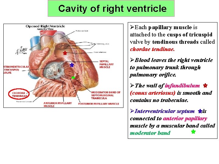 Cavity of right ventricle ØEach papillary muscle is attached to the cusps of tricuspid