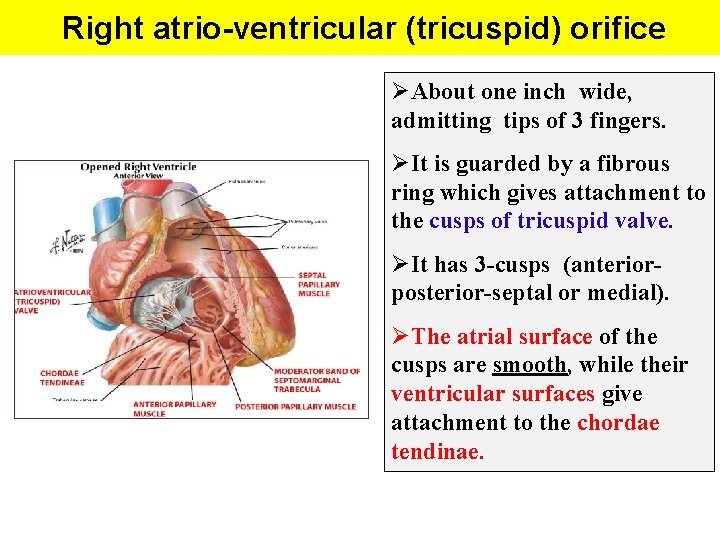 Right atrio-ventricular (tricuspid) orifice ØAbout one inch wide, admitting tips of 3 fingers. ØIt