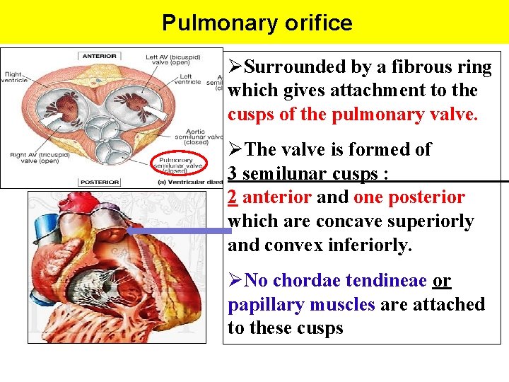 Pulmonary orifice ØSurrounded by a fibrous ring which gives attachment to the cusps of