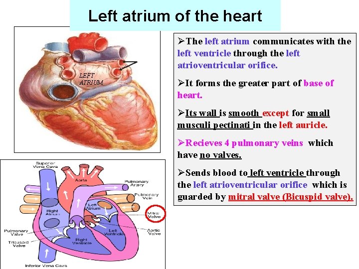Left atrium of the heart ØThe left atrium communicates with the left ventricle through