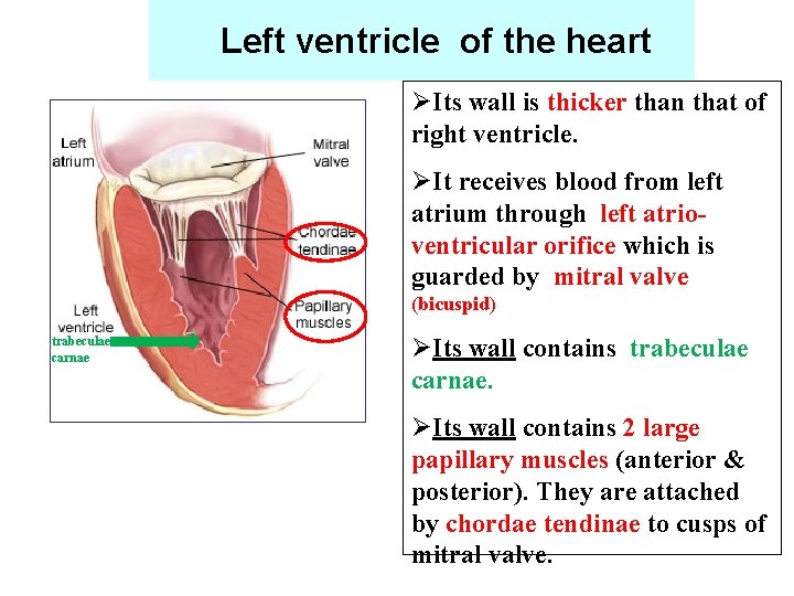 Left ventricle of the heart ØIts wall is thicker than that of right ventricle.
