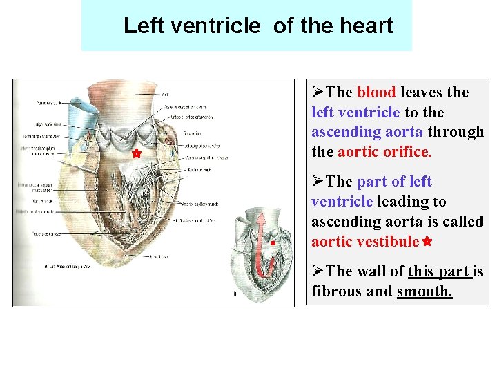 Left ventricle of the heart ØThe blood leaves the left ventricle to the ascending