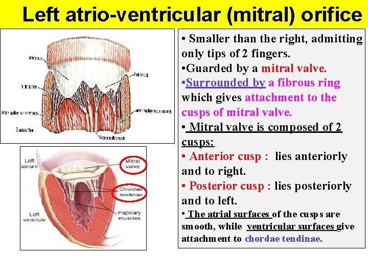 Left atrio-ventricular (mitral) orifice • Smaller than the right, admitting only tips of 2