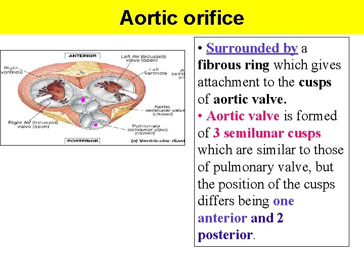 Aortic orifice • Surrounded by a fibrous ring which gives attachment to the cusps