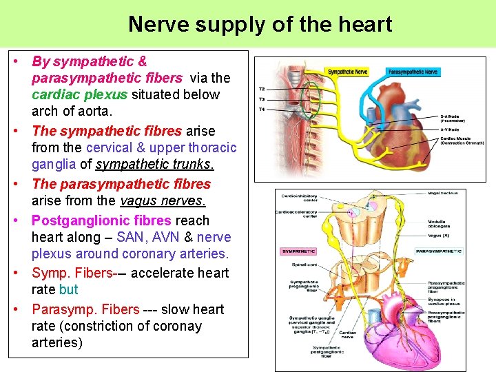 Nerve supply of the heart • By sympathetic & parasympathetic fibers via the cardiac