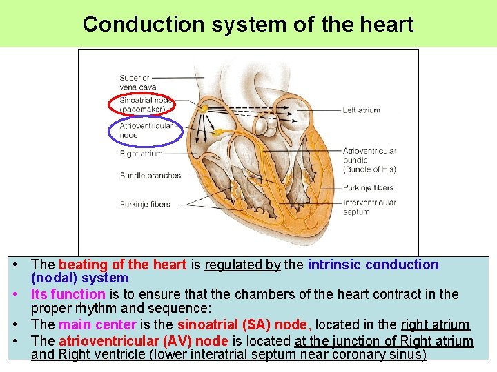 Conduction system of the heart • The beating of the heart is regulated by