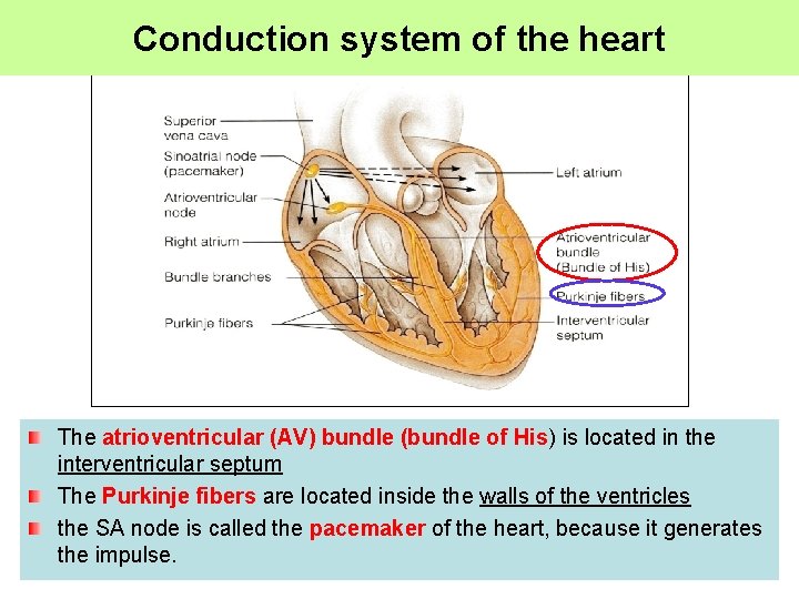Conduction system of the heart The atrioventricular (AV) bundle (bundle of His) is located
