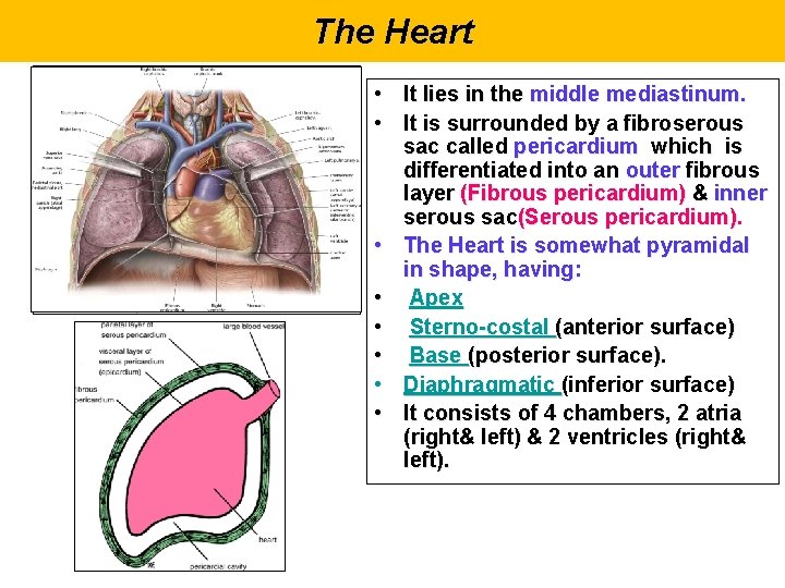 The Heart • It lies in the middle mediastinum. • It is surrounded by