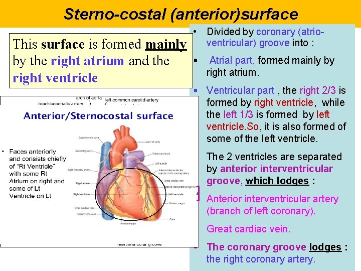Sterno-costal (anterior)surface This surface is formed mainly by the right atrium and the right