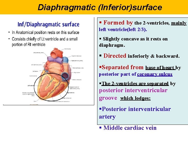 Diaphragmatic (Inferior)surface § Formed by the 2 -ventricles, mainly left ventricle(left 2/3). § Slightly
