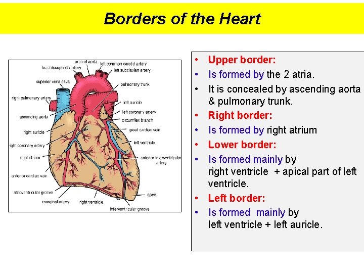 Borders of the Heart • Upper border: • Is formed by the 2 atria.