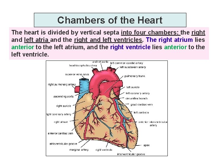Chambers of the Heart The heart is divided by vertical septa into four chambers: