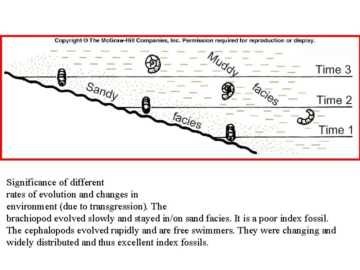 Significance of different rates of evolution and changes in environment (due to transgression). The
