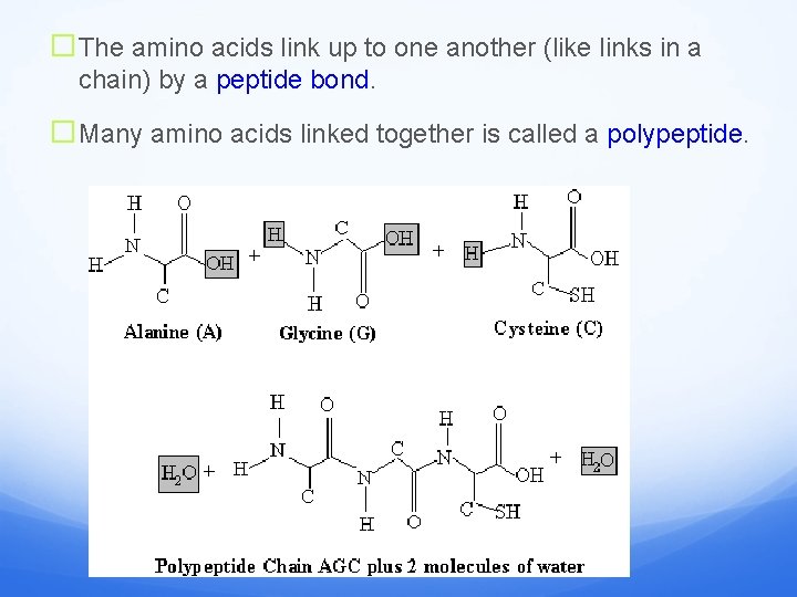 �The amino acids link up to one another (like links in a chain) by