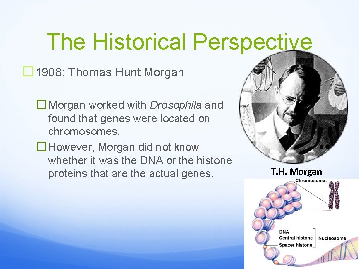 The Historical Perspective � 1908: Thomas Hunt Morgan � Morgan worked with Drosophila and