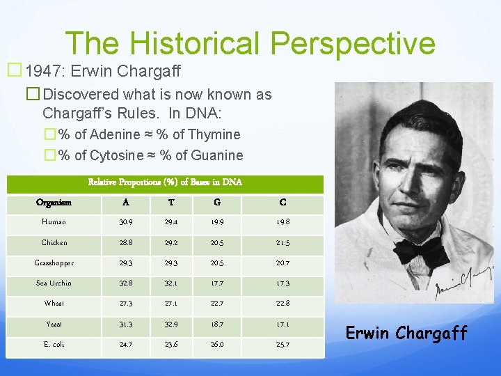 The Historical Perspective � 1947: Erwin Chargaff � Discovered what is now known as