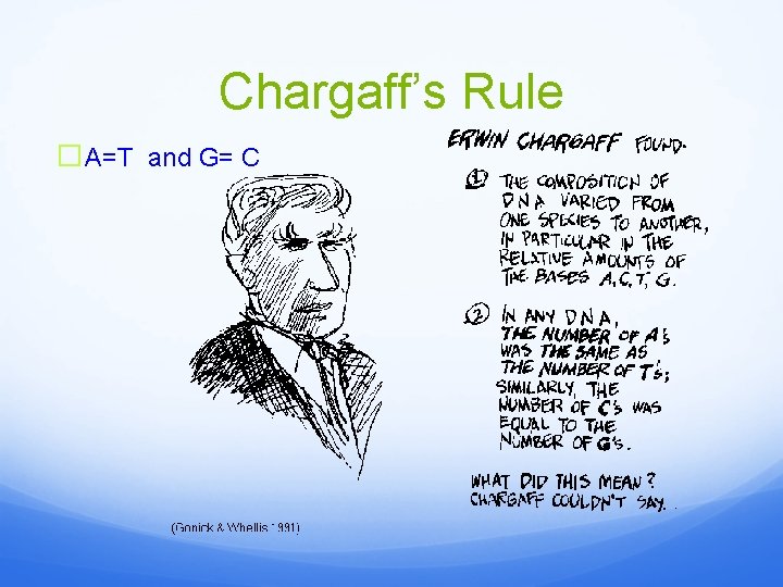 Chargaff’s Rule �A=T and G= C 