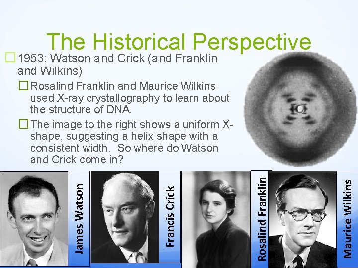The Historical Perspective � 1953: Watson and Crick (and Franklin and Wilkins) � Rosalind
