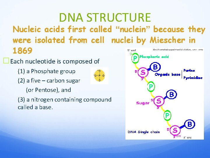 DNA STRUCTURE Nucleic acids first called “nuclein” because they were isolated from cell nuclei