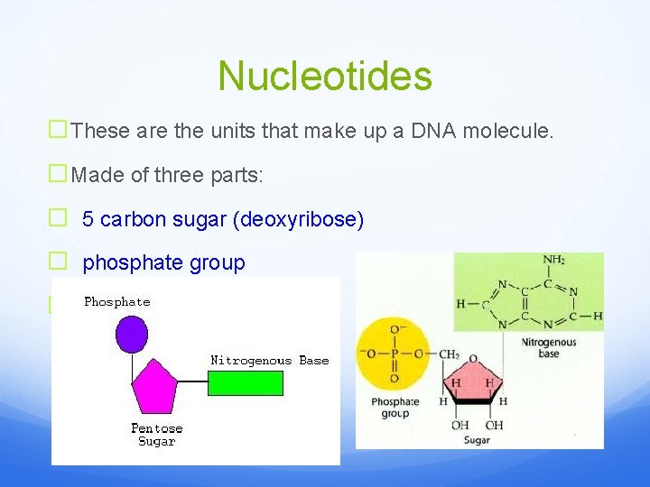 Nucleotides �These are the units that make up a DNA molecule. �Made of three