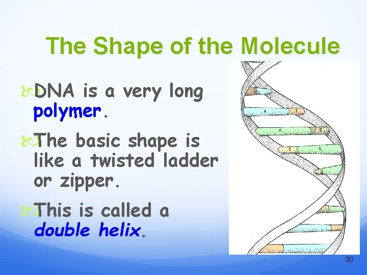 The Shape of the Molecule DNA is a very long polymer. The basic shape