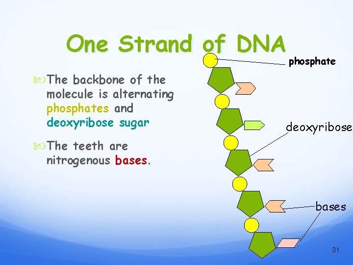 One Strand of DNA phosphate The backbone of the molecule is alternating phosphates and