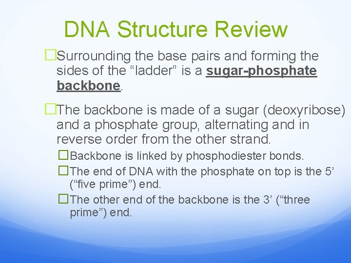 DNA Structure Review �Surrounding the base pairs and forming the sides of the “ladder”