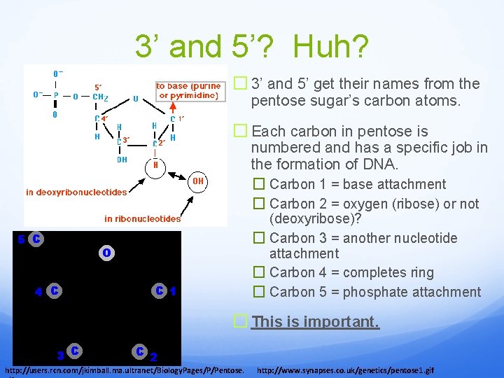 3’ and 5’? Huh? � 3’ and 5’ get their names from the pentose